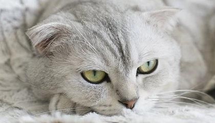 九游(jiuyou)官方网站-王牌队教练团队战术布置到位，王牌队教练团队战术布置到位的原因